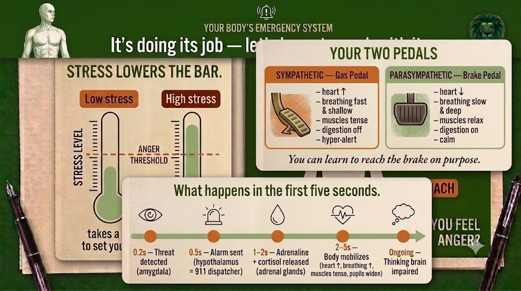 What happens in the first five seconds: threat detected at 0.2s, alarm sent at 0.5s, adrenaline and cortisol at 1 to 2s, body mobilizes at 2 to 5s, thinking brain impaired. Beside it: your two pedals, sympathetic gas pedal and parasympathetic brake pedal.
